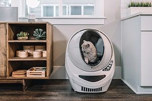 Pet-friendly Winchester Apartment Tips