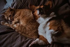 Pet-friendly Winchester Apartment Tips